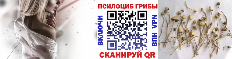 Псилоцибиновые грибы MAGIC MUSHROOMS  где можно купить   Абдулино 